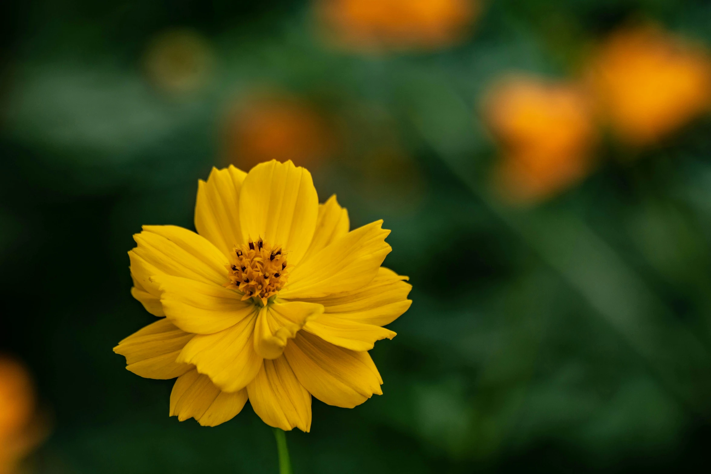 a yellow flower with some leaves in the background