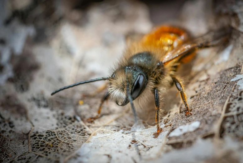 a bee is seen on the ground during the day