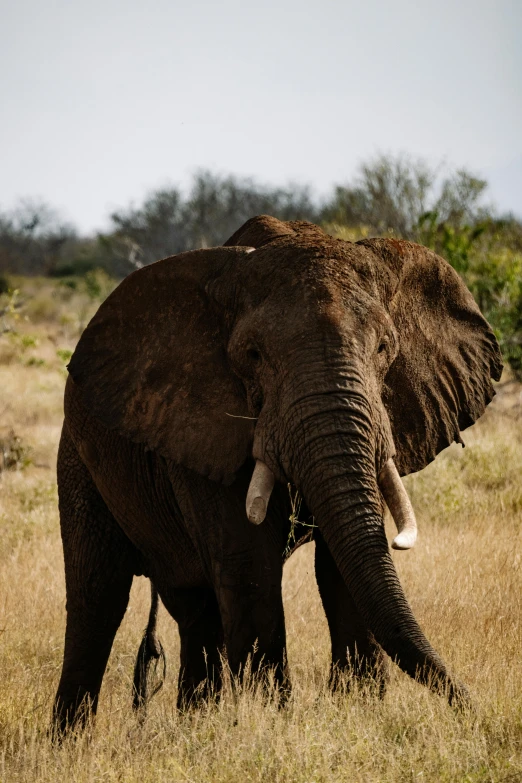 an elephant in some dry grass looking for soing