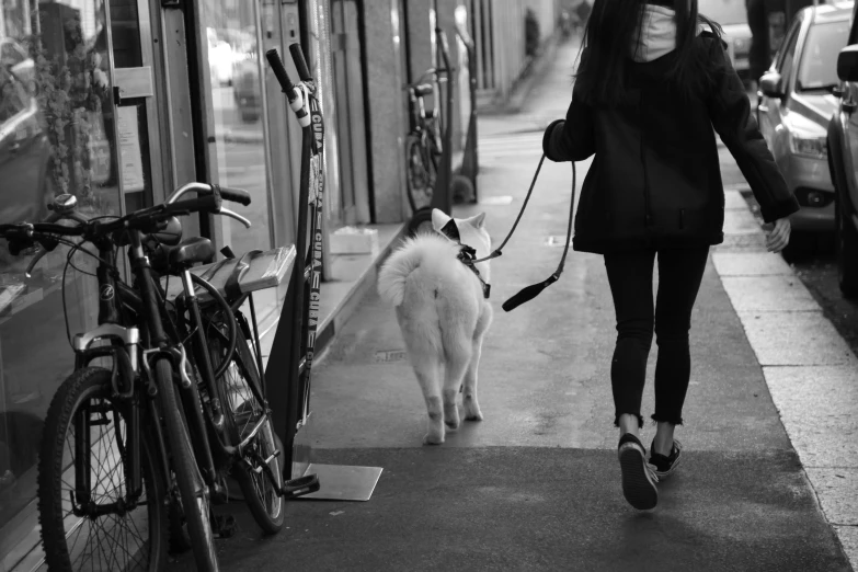 woman with cell phone walking a dog and bike