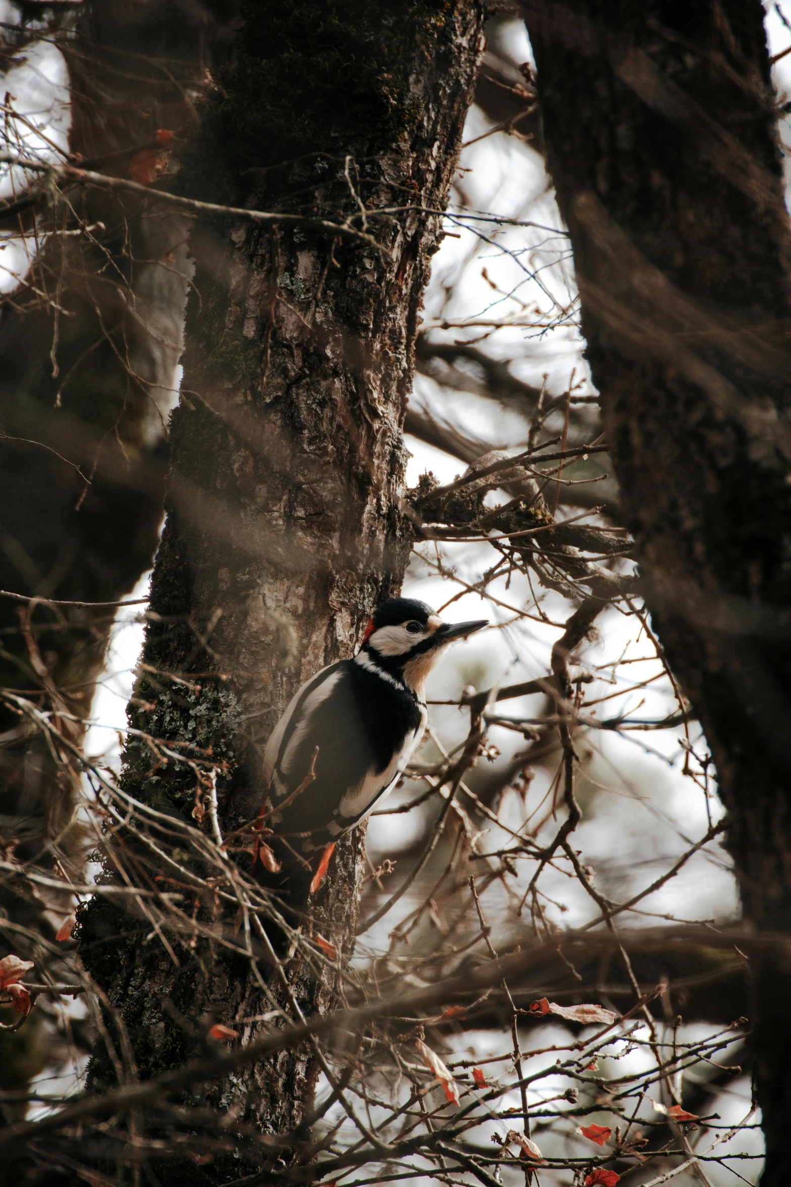 a bird sitting in a tree in the woods