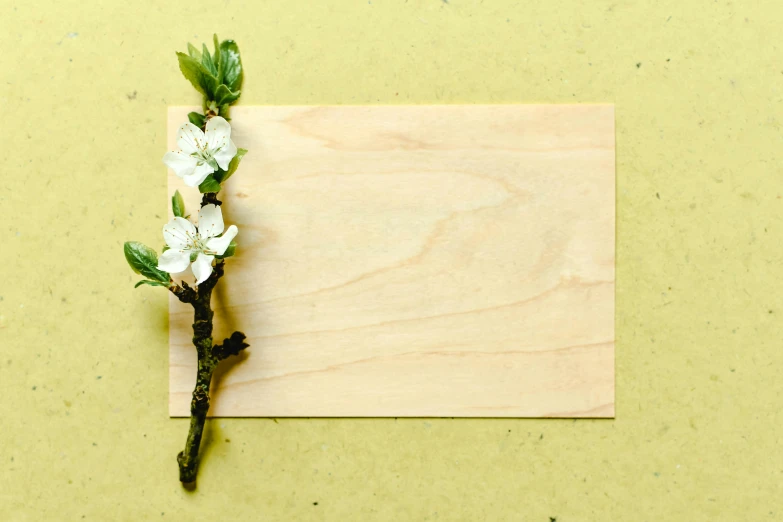 a flower stem with leaves, a wood  board on it