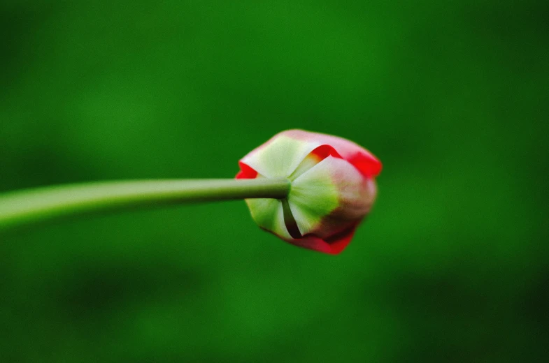a single flower bud with a blurry background
