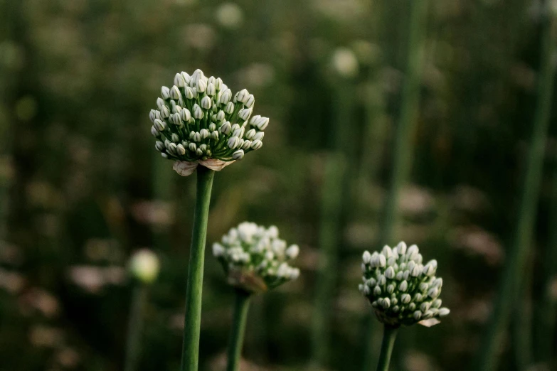 the flowers are blooming in the field