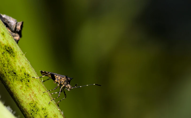 a bug that is sitting on a green leaf