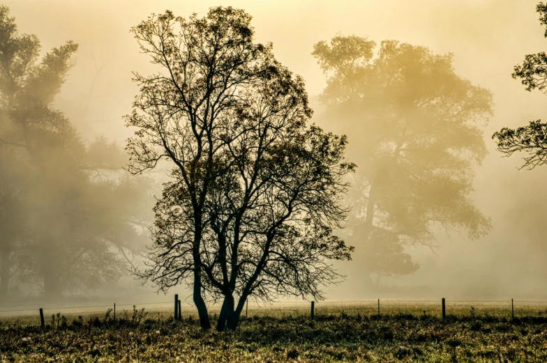 a large tree in a grassy field next to a wooden fence