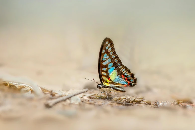 a small blue and yellow erfly sitting on top of a piece of leaf