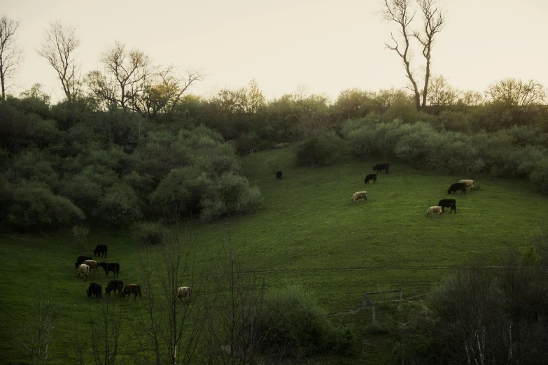 a bunch of animals on a grassy hill