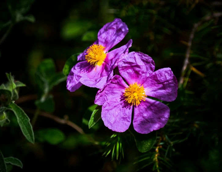 two purple flowers grow with green leaves in a darkened area