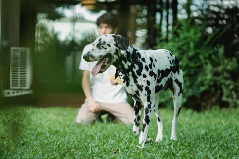 a spotted dog stands on the lawn as a man sits