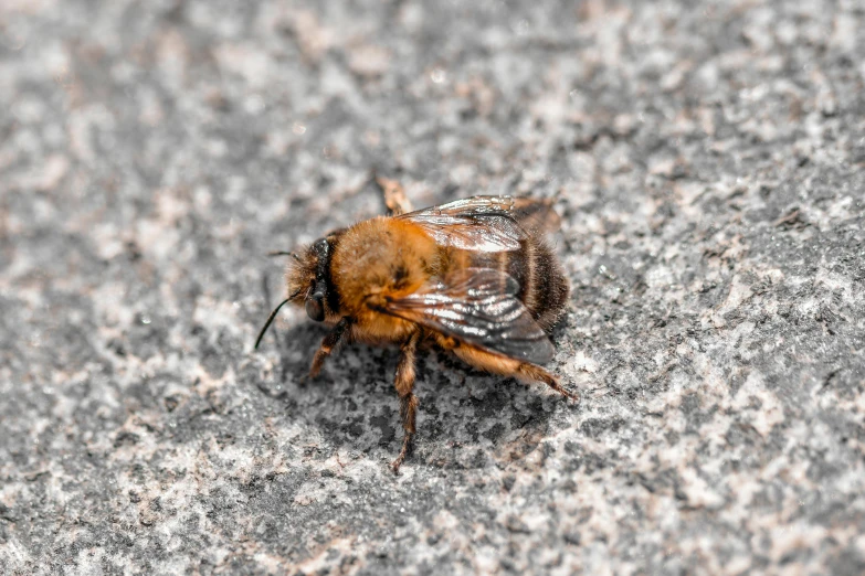 a bed bug is sitting on the ground