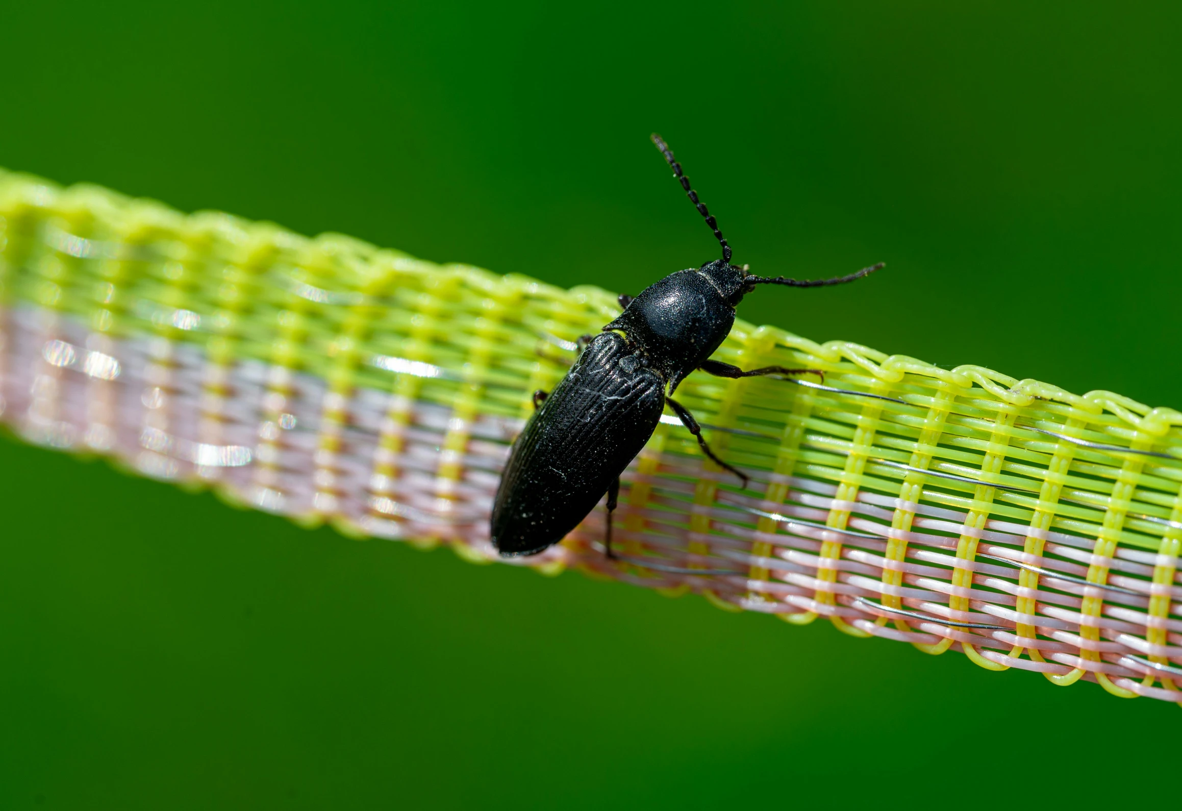 a bug on a yellow woven surface