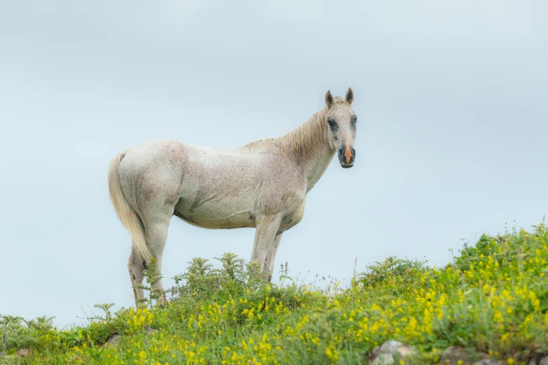 a white horse is standing on a grassy hill