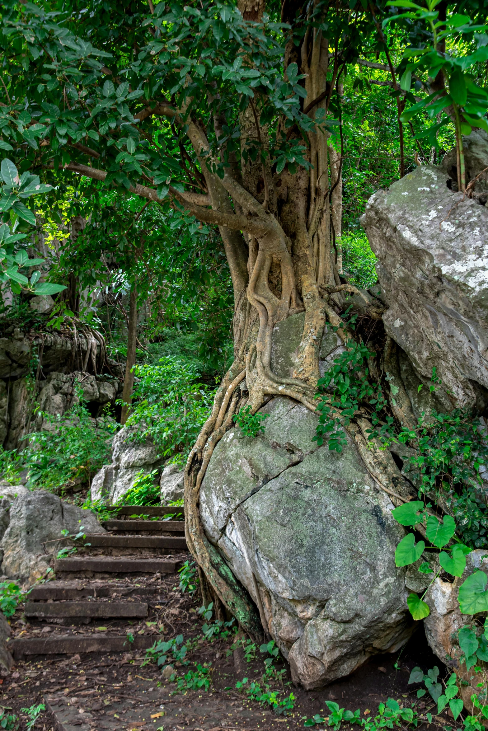 the tree is surrounded by thick green foliage