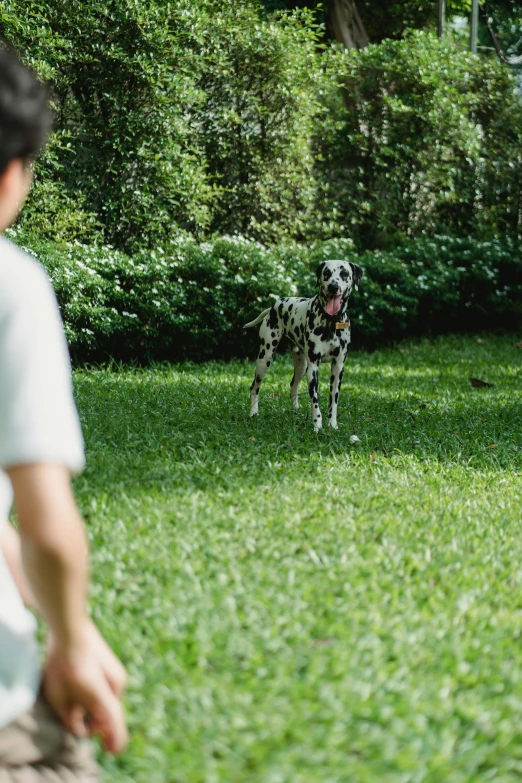 a man and a dog standing on top of a lush green field