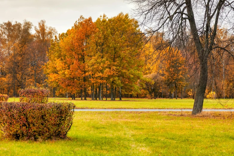 a brown bush in the middle of a field with lots of grass