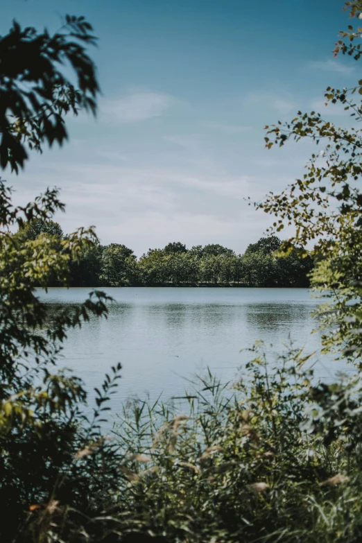 the trees stand in front of a lake