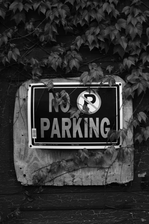 parking sign on a wall covered with ivy