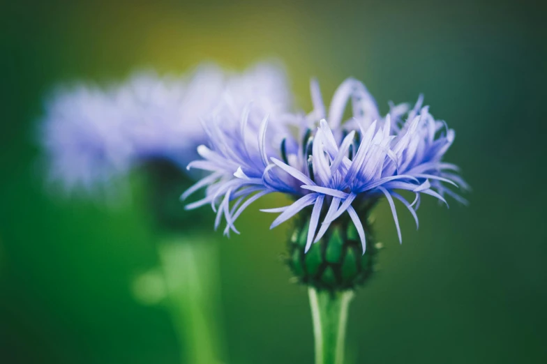 a closeup s of a bright blue flower