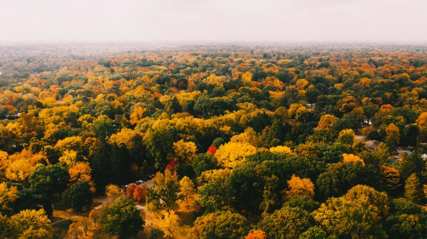 a forest with lots of trees during the autumn