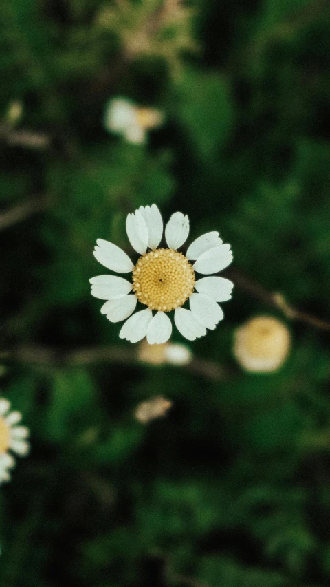 a close up view of a flower with many tiny flowers in the background