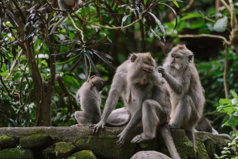 three monkeys sitting on a rock next to trees