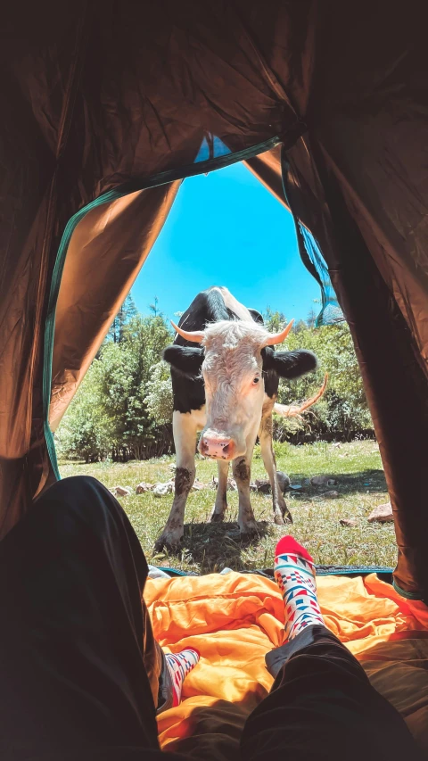 a cow is standing next to two persons in a tent