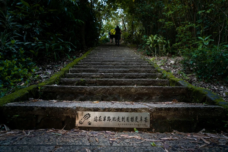 a cement step leading up to the green forest