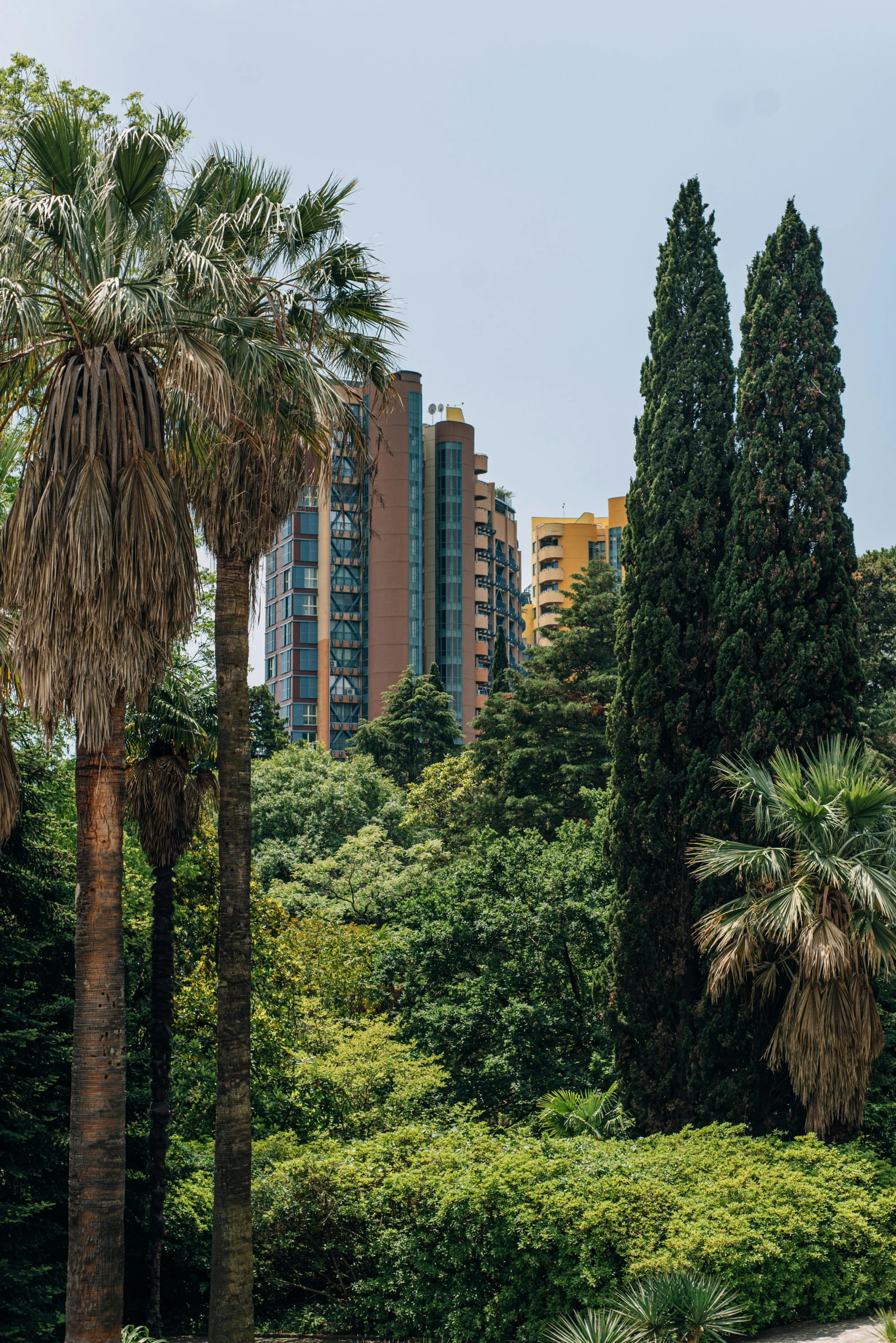 several tall trees and bushes are in a park