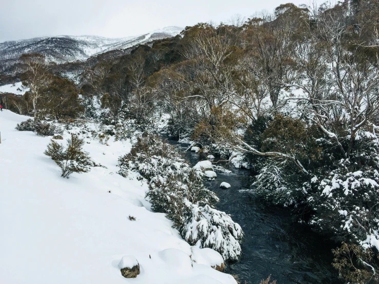 snowy stream flows between the snow covered forest