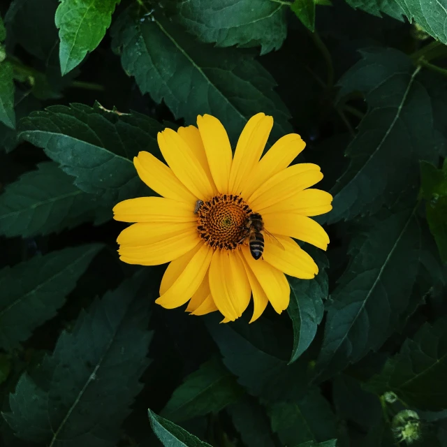 a bee sits on the center of a sunflower