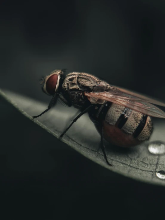 a fly on a leaf with drops of water around it