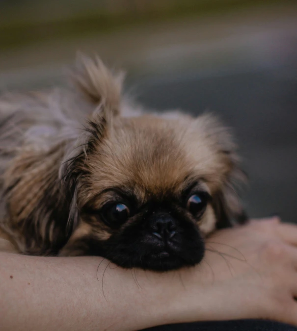 a small pug dog resting it's head on the hand of someone