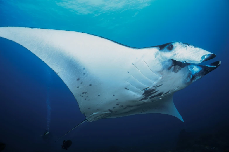 a large underwater white stingper swimming in the blue
