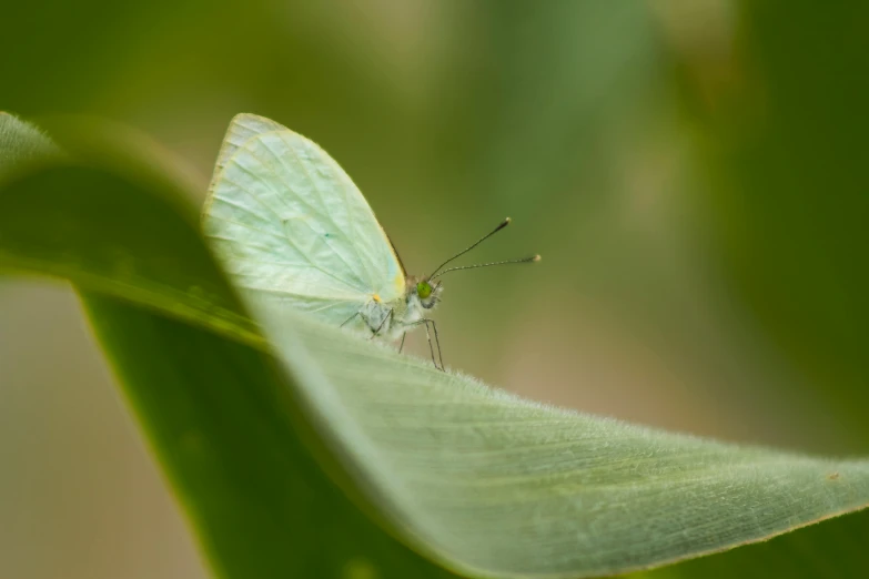 a white insect that is sitting on some green leaves