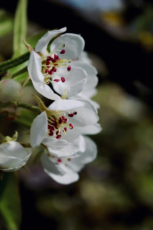 two white flower are on a green stem