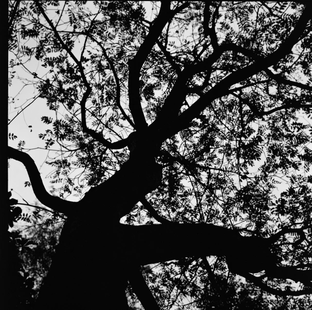 a very big tree that is by the sky