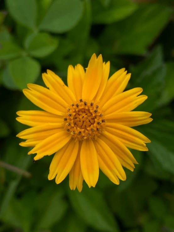 a closeup image of a bright yellow flower