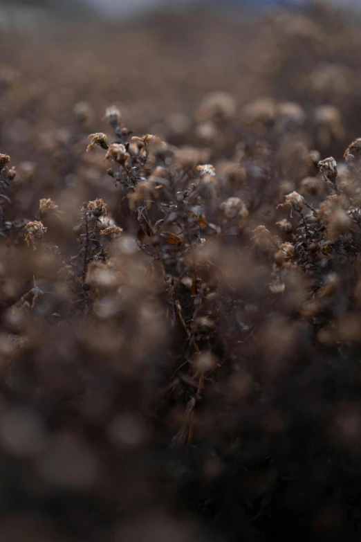 close up s of many weeds that are not yet blooming