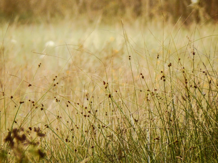 a bird that is sitting on the tall grass