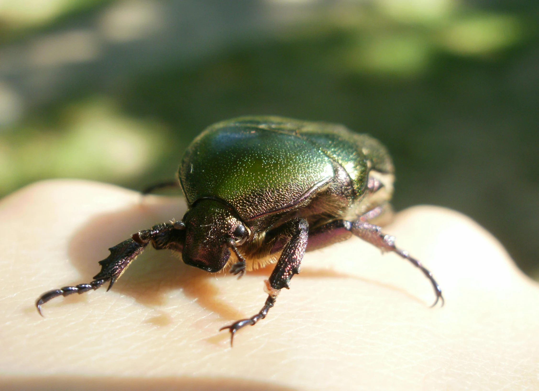 a close - up of a green beetle with two fingers