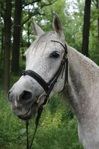 an all white horse is seen in the foreground with lush greenery behind it