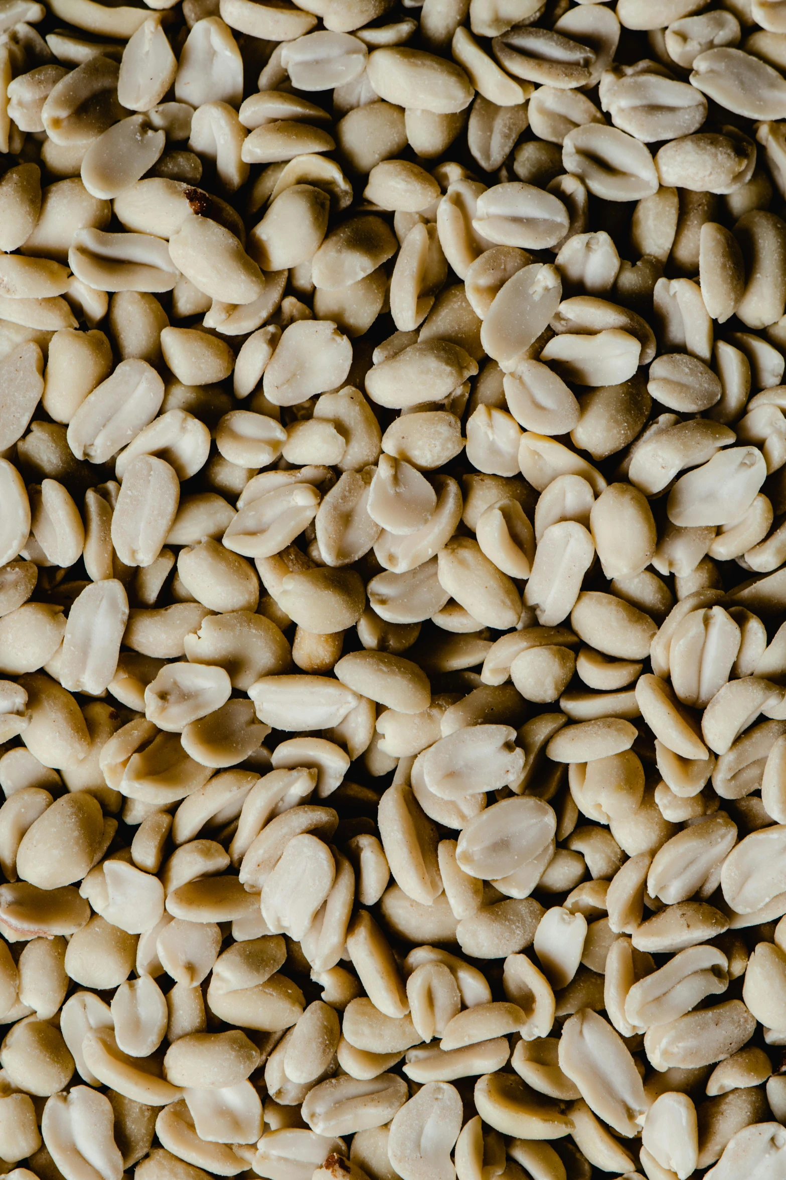 a pile of sunflower seeds