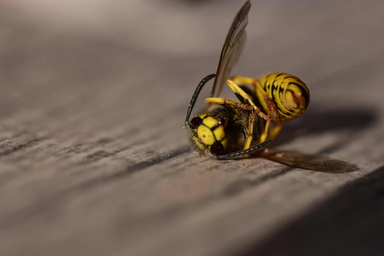 a close up of a insect on the floor