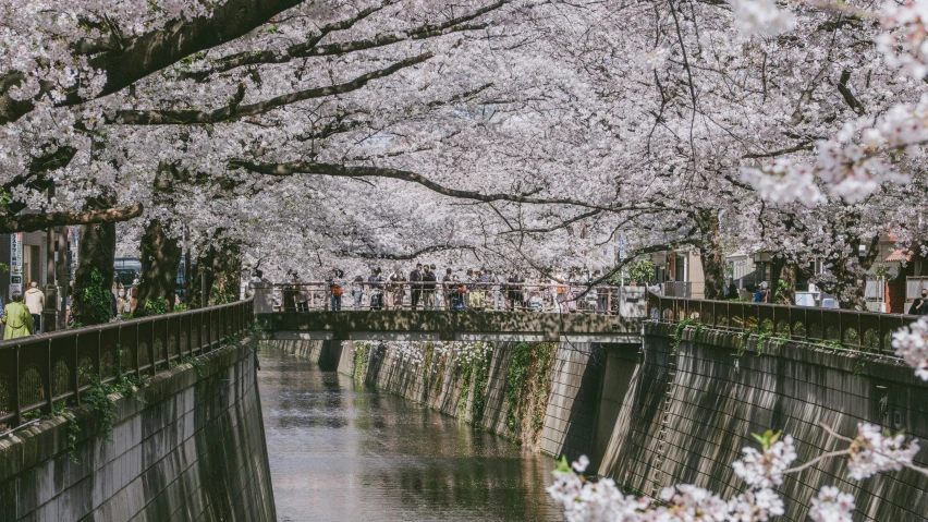 a river next to a stone wall with cherry blossom