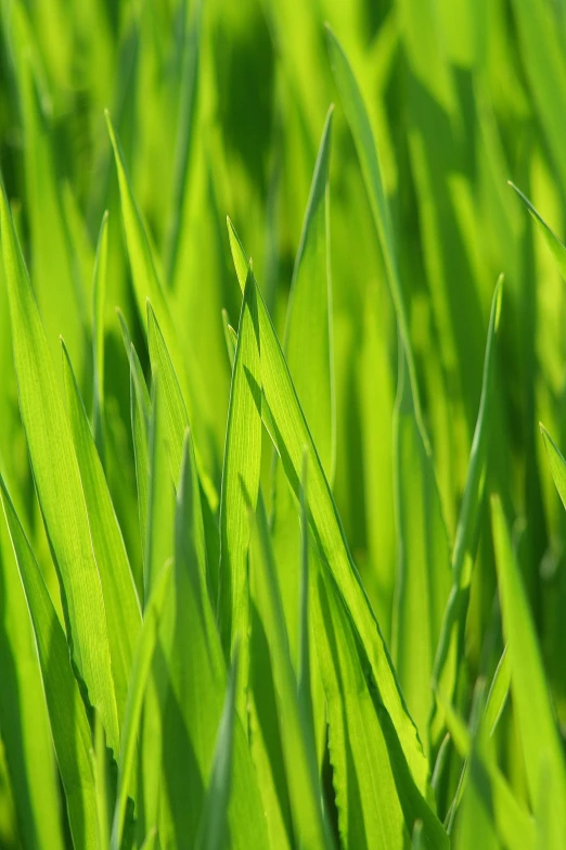 a very closeup of grass and some leaves