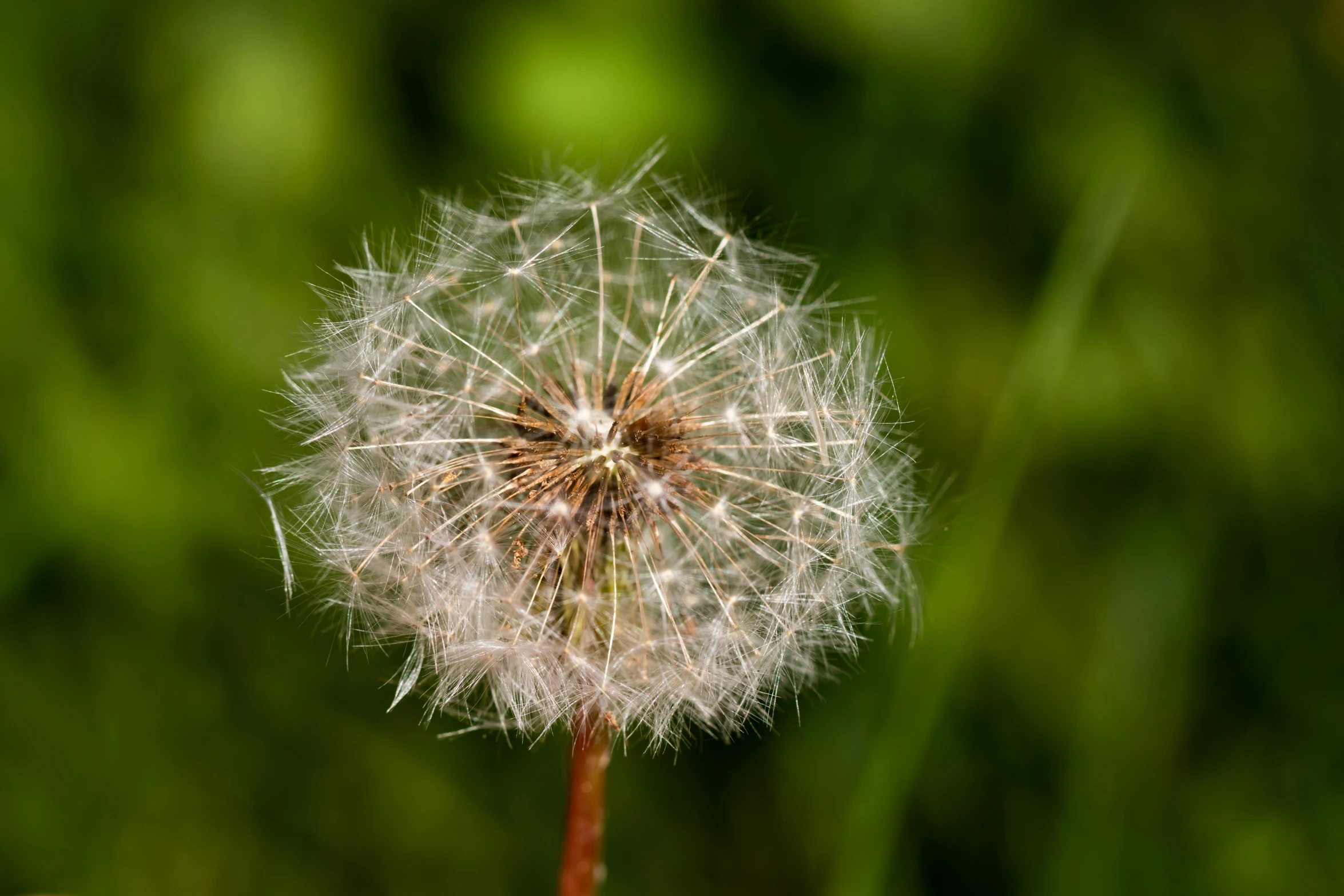 close up view of a dandelion with the background blurry