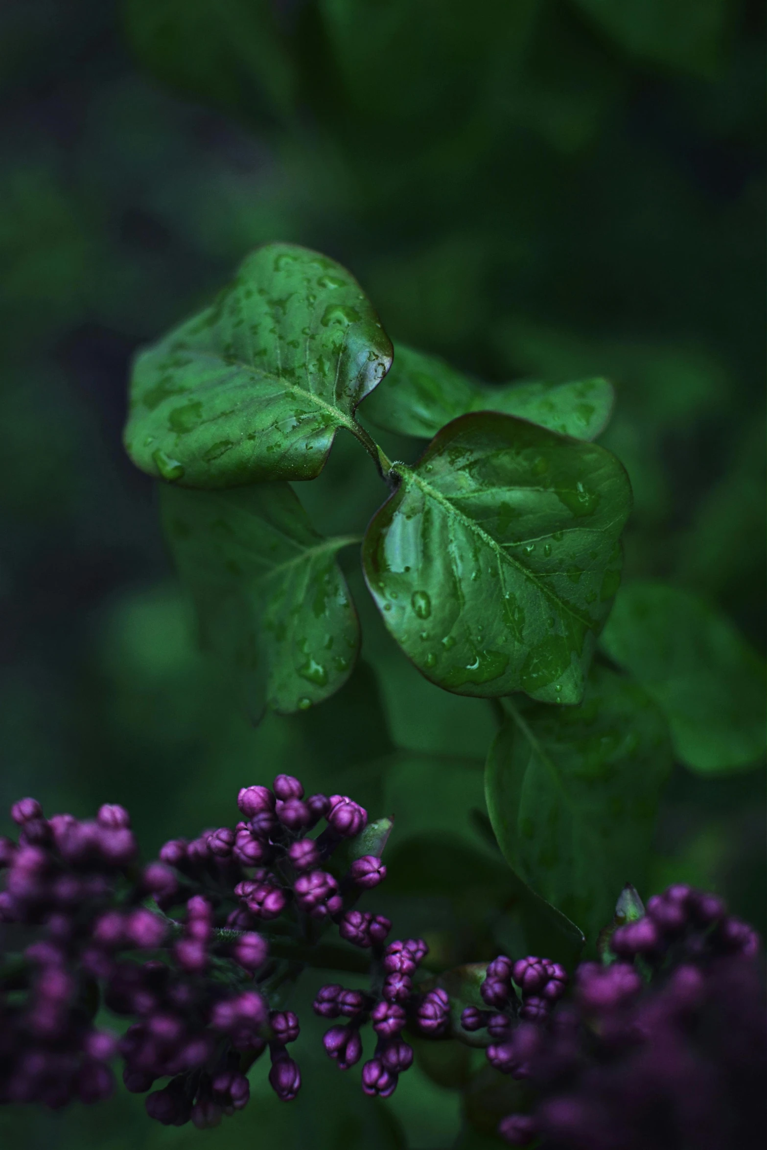 a close up of a leaf on some purple flowers