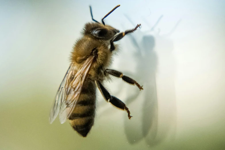 there is a picture of a bee being released to the ground
