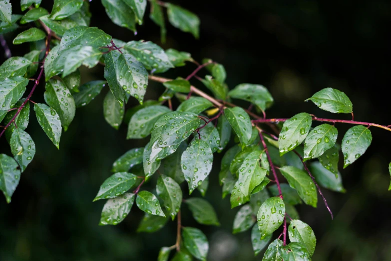 the leaves are covered with drops of rain